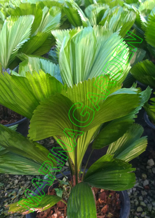 Licuala grandis (Ruffled Fan Palm)