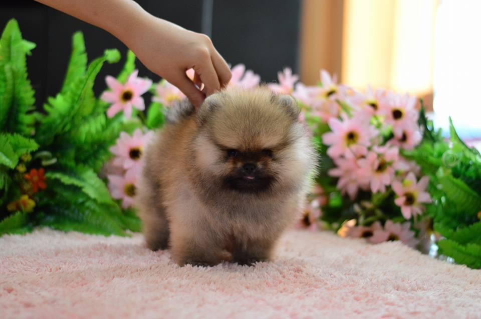 ปอมเมอเรเนียน เนื่องจากลูกสุนัขปอมเมอเรเนียนของที่ฟาร์มเป็นเกรดสวยงาม ราคาของลูกสุนัขจึงแตกต่างกันออกไป เน้นพัฒนาสายพันธ์ุ และหน้าตาตามแบบที่ทุกท่านต้องการ จุดเด่น หน้าตาน่ารัก ขนแน่นชี้ฟู หน้าสั้น ไซด์เล็ก เริ่มต้น