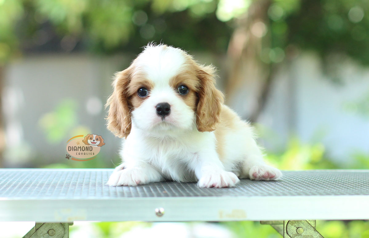 คาวาเลีย , เพศผู้ เกิดมาจากพ่อแม่นำเข้า กะโหลกใหญ่ สีเข้มสวย ร่าเริงวิ่งเล่นเก่ง สายเลือดดี