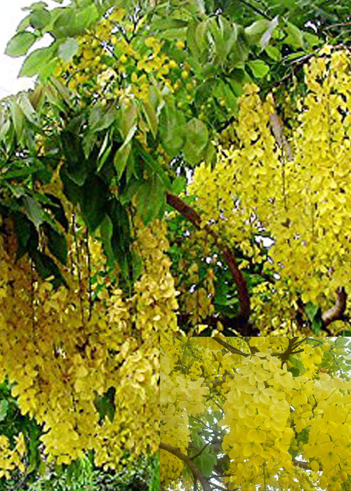 Cassia fistula (Golden shower)