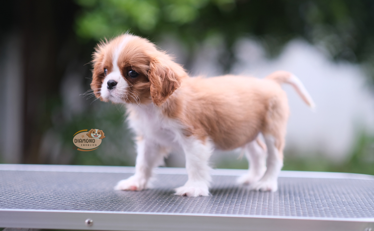 คาวาเลีย , เพศผู้ สีBlenheim โทนสีเข้มๆ ลักษณะดีหัวโตสวย สุขภาพสมบูรณ์แข็งแรง สถานะพร้อมย้ายบ้าน