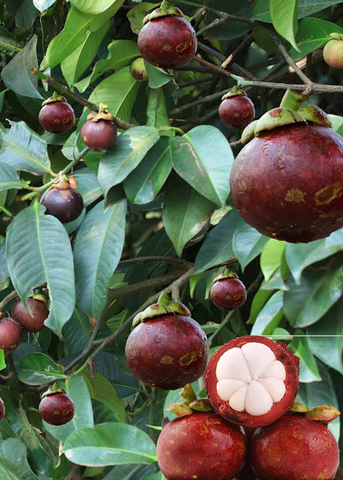 MANGOSTEEN (Garcinia mangostana L)
