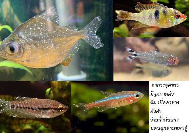 SUPER ICH (รักษาจุดขาว ครีบห่อ เชื้อรา กำจัดปรสิต ซึม ไม่ว่ายน้ำ เบื่ออาหาร)