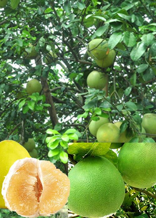 POMELO (Citrus maxima Mer)
