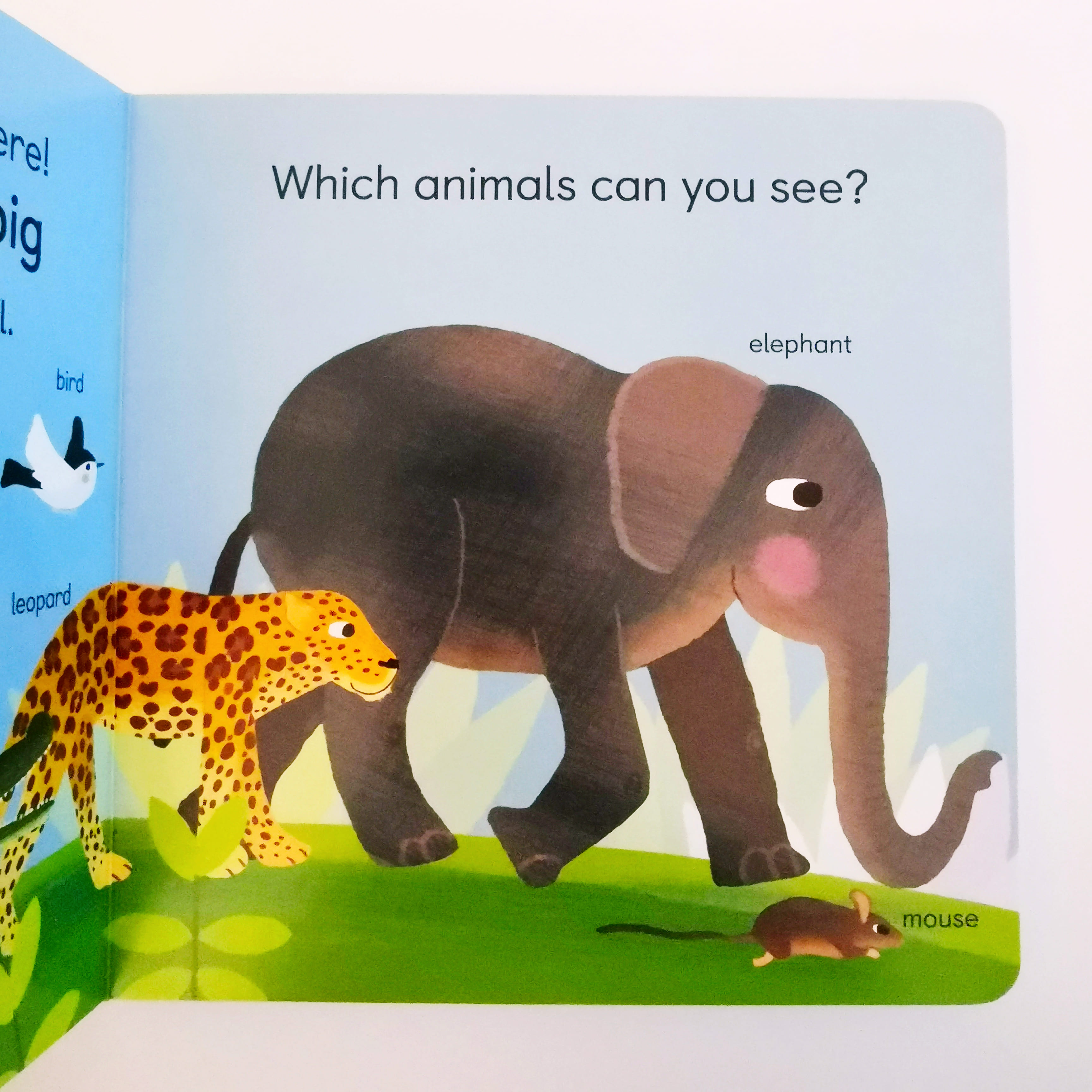 Zoology for Babies