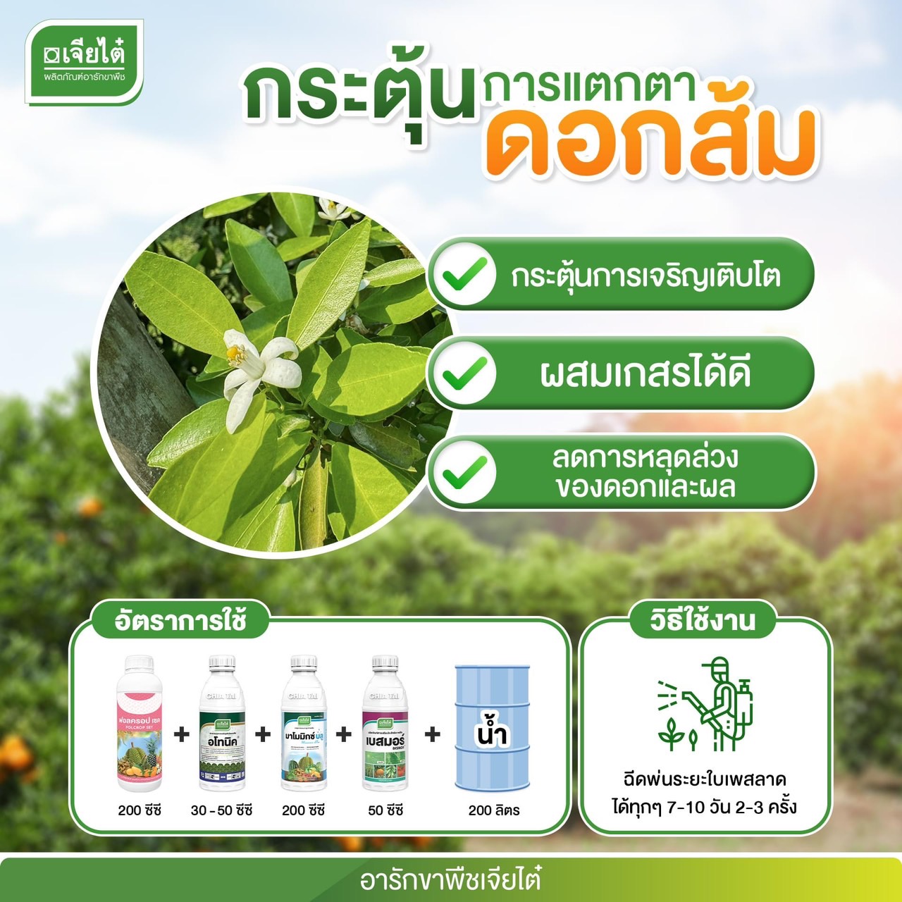 ชุดกระตุ้นการ แตกตาดอก - ฟอลครอปเซต 1L. + อโทนิค 500cc. + มาโมมิกซ์บลู 1L. + เบสมอร์ 1L.