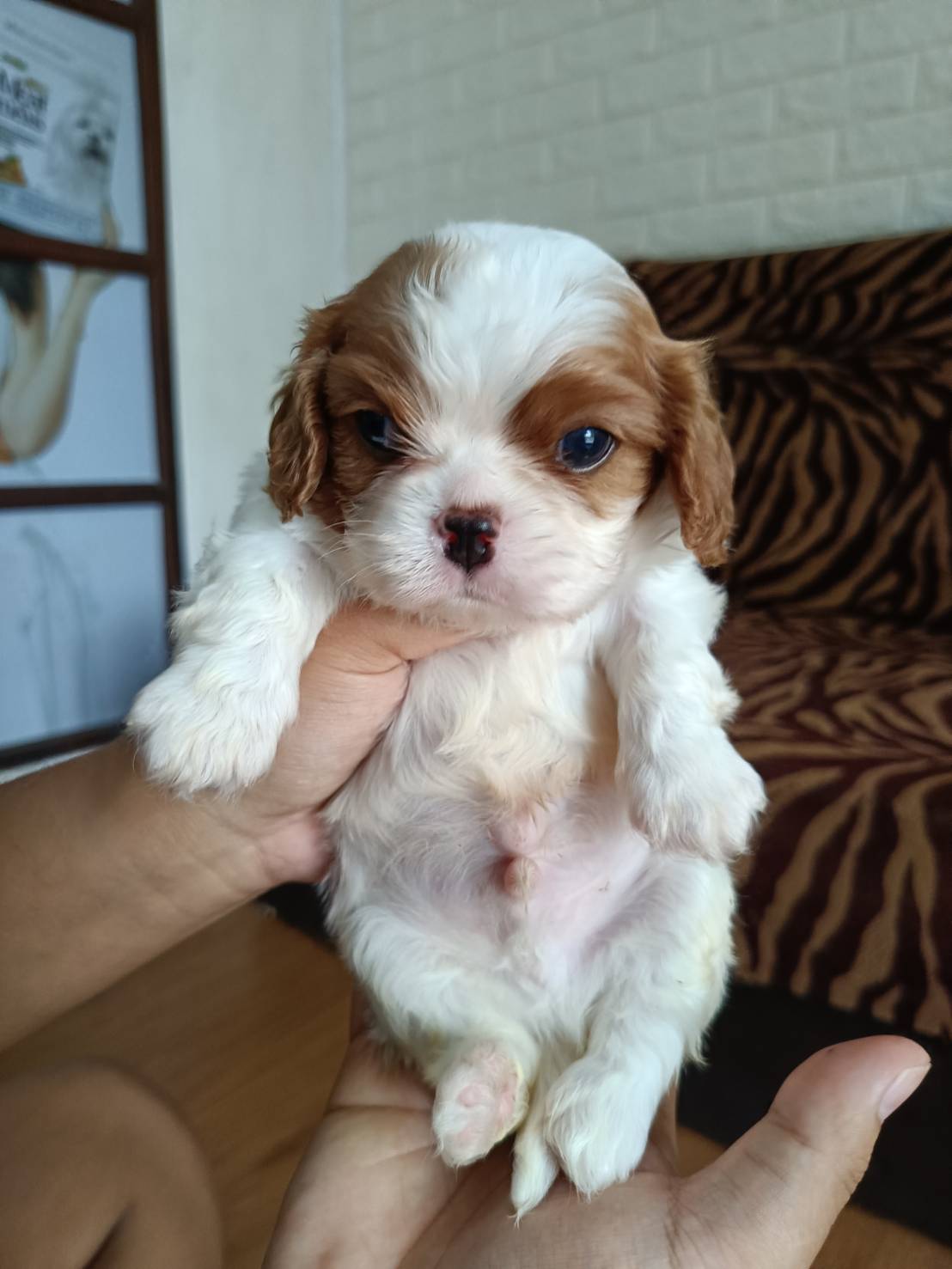 (sold out) น้องM2 คาวาเลียเพศผู้ หน้าตาน่ารัก นิสัยดี สถานะพร้อมย้ายบ้าน สุขภาพแข็งแรงดี