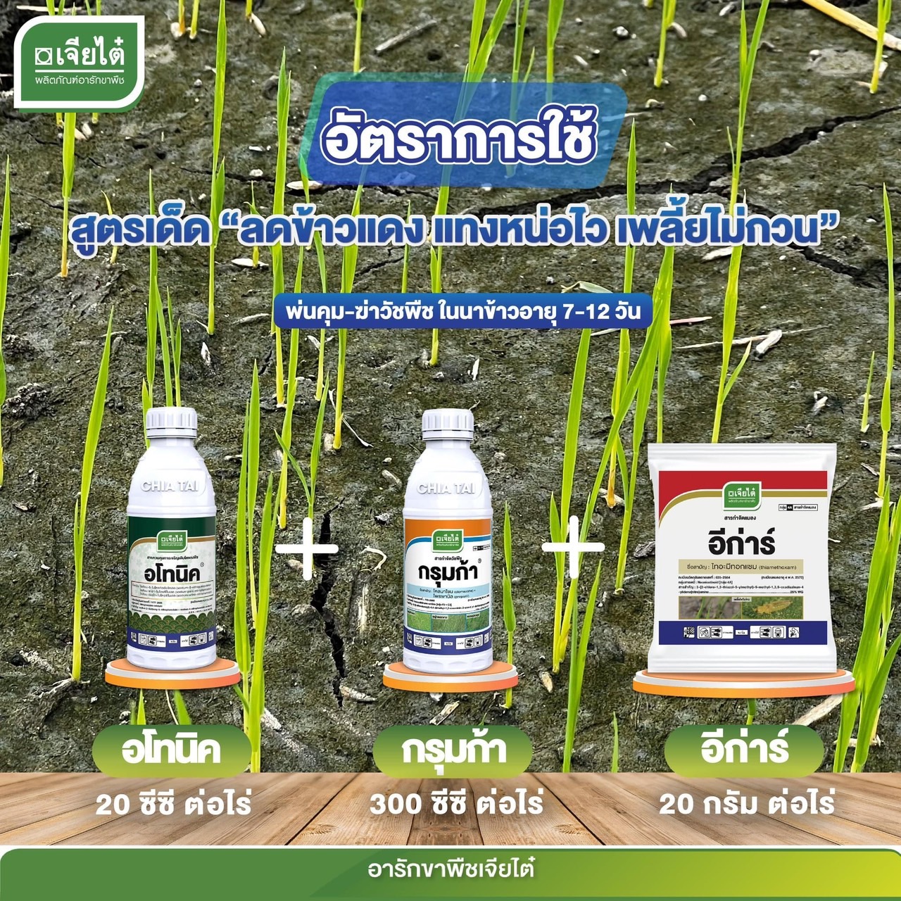 ลดข้าวแดง แทงหน่อไว เพลี้ยไม่กวน อโทนิค 100 ซีซี+ กรุมก้า 1ลิตร + อีการ์ 100g. คุม+ฆ่า ในนาข้าว 7-12 วัน
