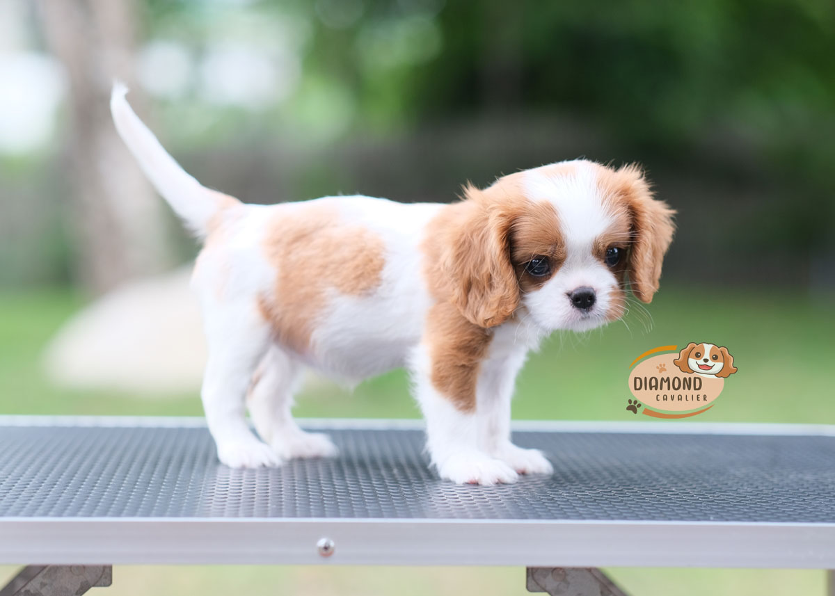 คาวาเลีย , เพศเมีย เกิดมาจากพ่อแม่นำเข้า กะโหลกใหญ่ สีเข้มสวย ร่าเริงวิ่งเล่นเก่ง สายเลือดดี