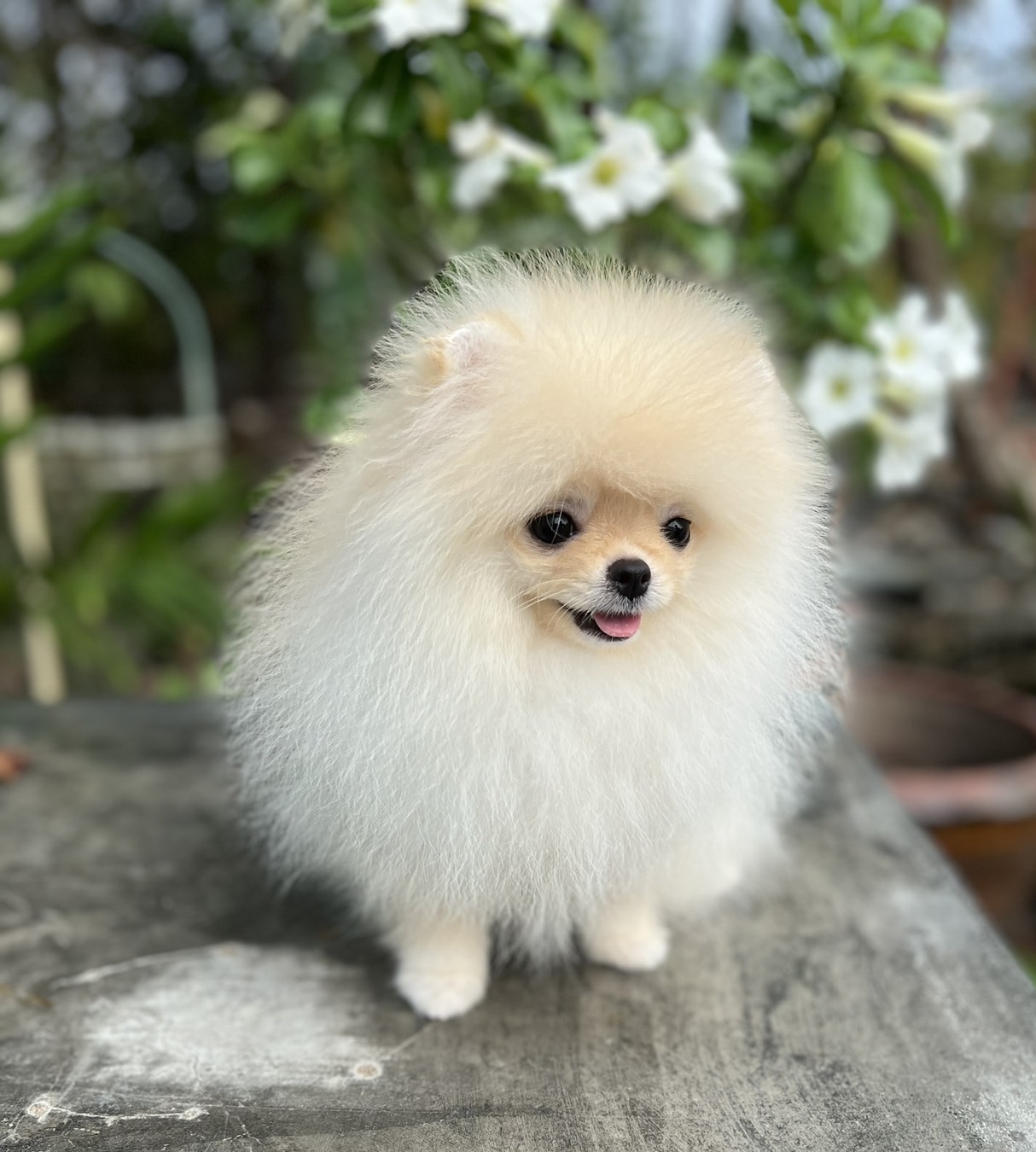 หมาปอมแท้ ปอมหน้าหมี หมาปอมเกรดสวยงาม