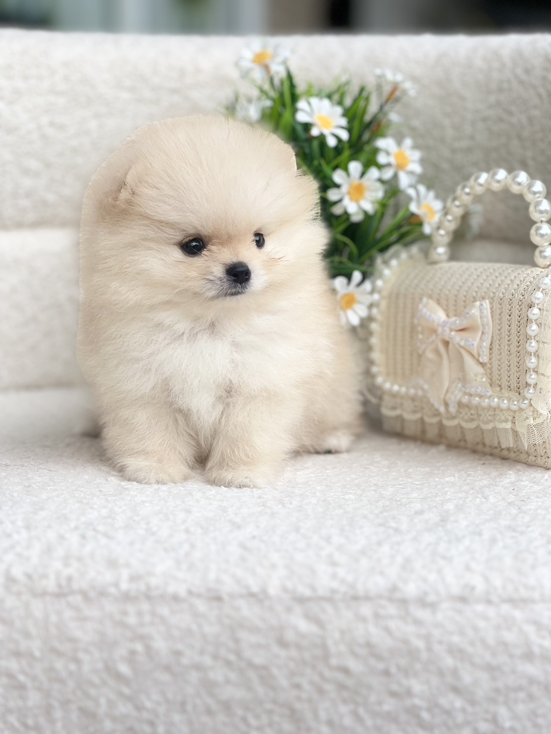 ปอมตัวผู้สีขาว