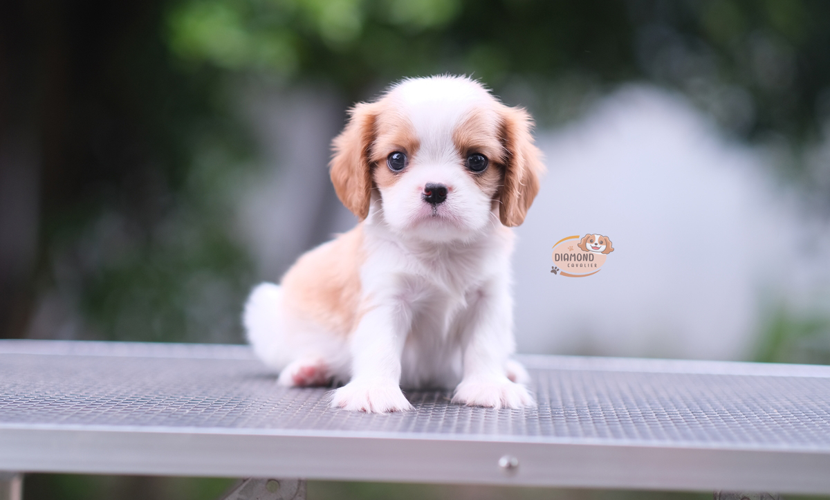 คาวาเลีย , เพศผู้ หน้าตาน่ารัก มาร์คกิ้งสวย นิสัยขี้อ้อนมากๆ สุขภาพสมบูรณ์แข็งแรง สามารถมาดูตัวจริงได้ที่ฟาร์ม สถานะพร้อมย้ายบ้านค่ะ