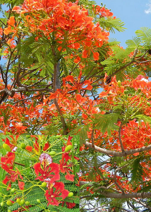Delonix regia (Royal Poinciana)