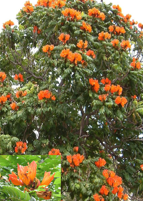 Spathodea campanulata (African Tulip )