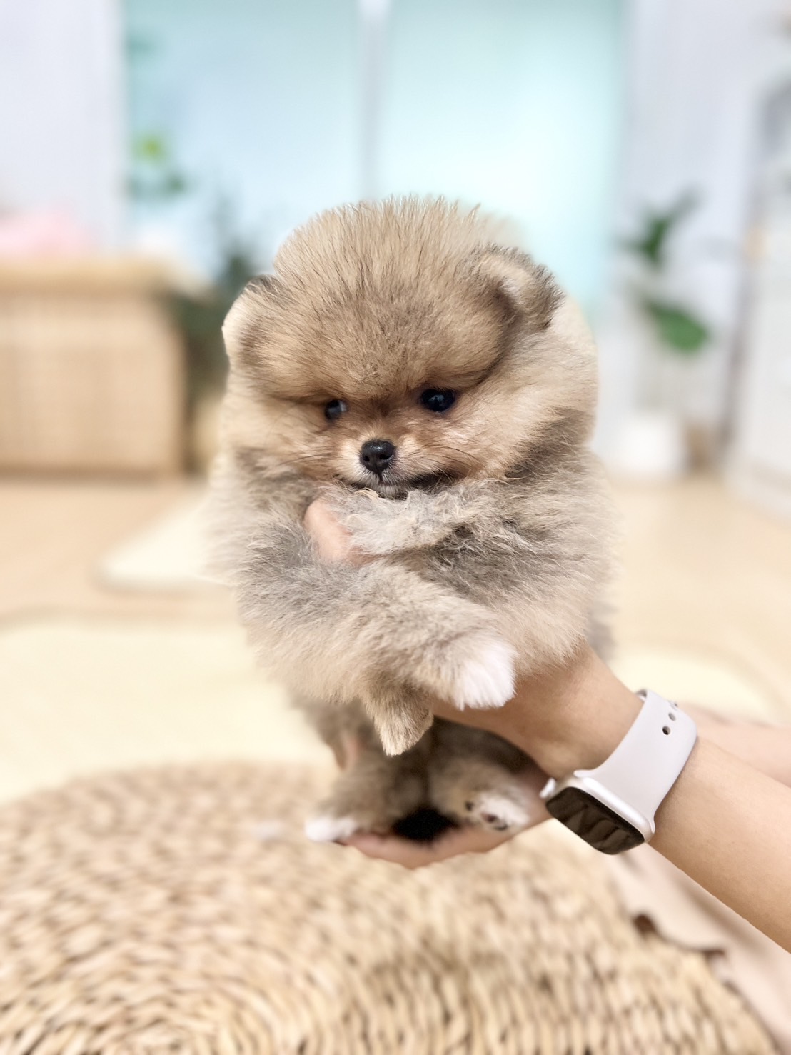 น้องปอมสีส้ม