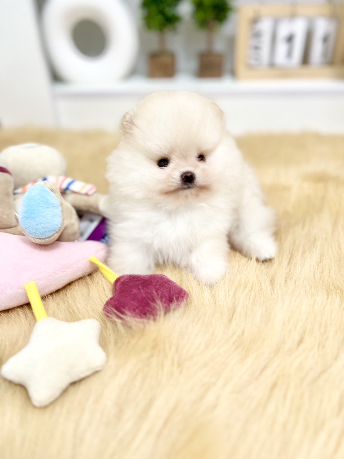 ปอมขาว สุดหล่อ