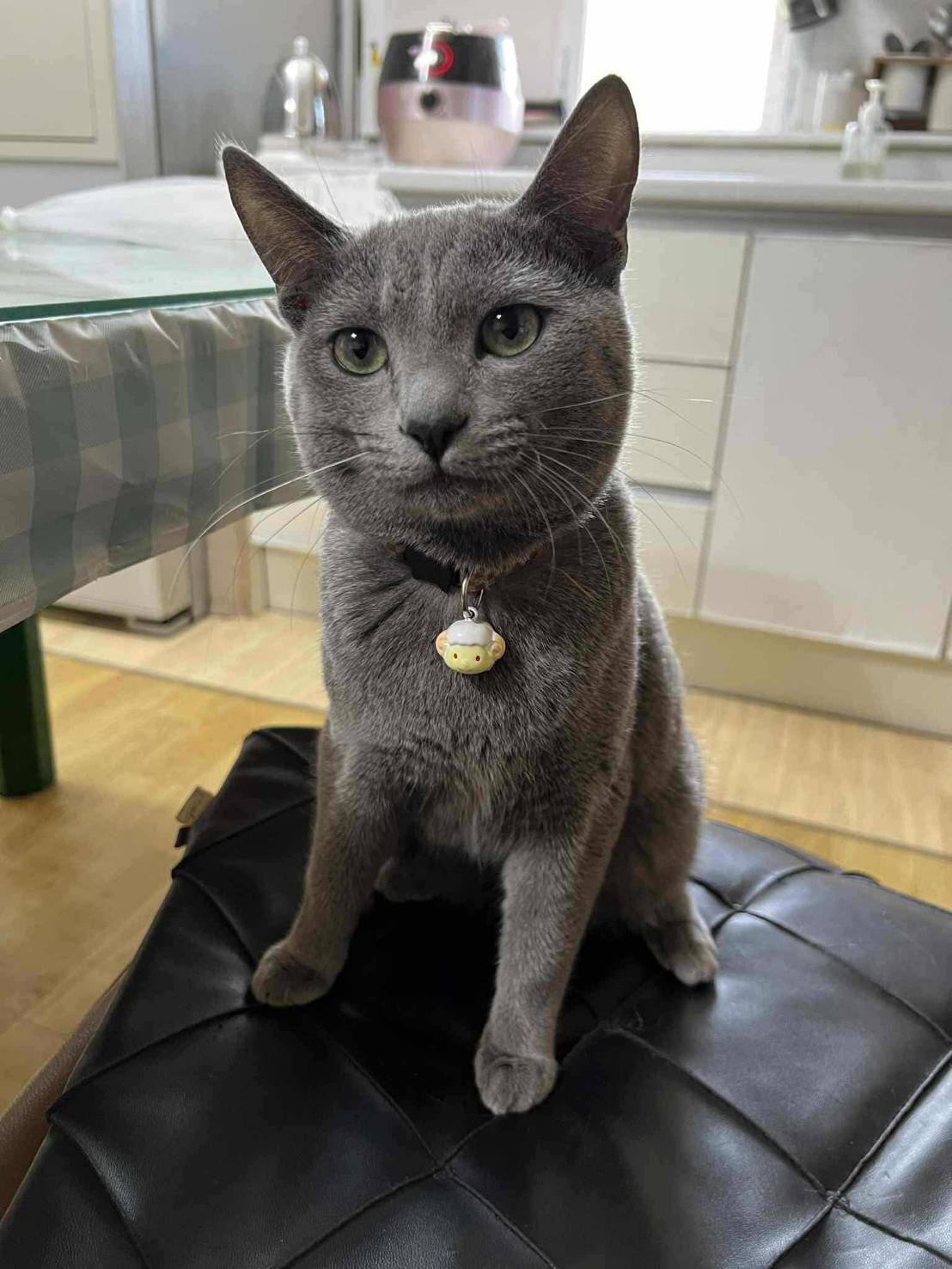 แมวรัสเซียน บลู/เพศผู้ นำเข้าจากเกาหลีใต้ มีเอกสารส่งออก+ฝังไมโครชิพ Russian Blue Cat/Male Imported from South Korea with export documents and microchipped.
