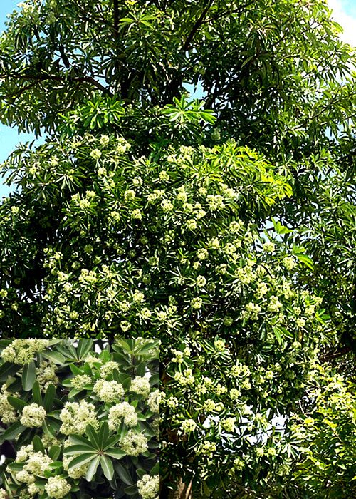 Alstonia scholaris (Blackboard tree)