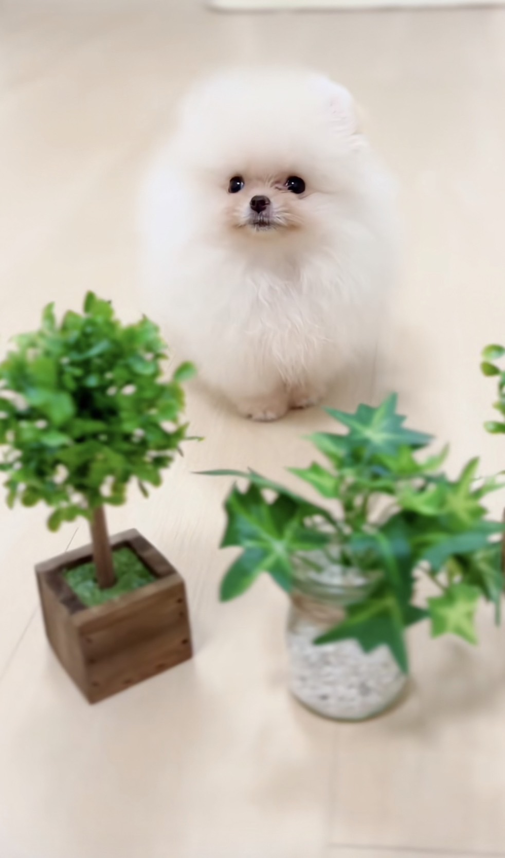 มาแอบเอาไอวี่ไปเลี้ยงมั้ย