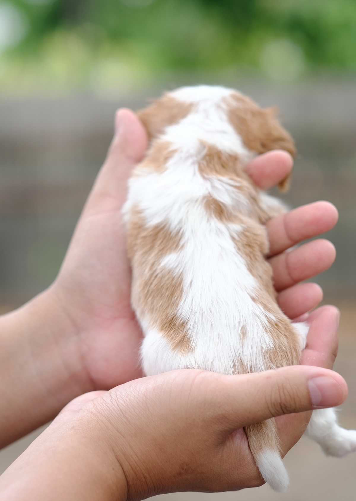 ลูกคาวาเลียร์ เพศเมีย เกิดมาจากพ่อแม่นำเข้า หน้าตาน่ารัก แบ๊วๆ นิสัยขี้อ้อน ยิ้มเก่ง สายเลือดดี