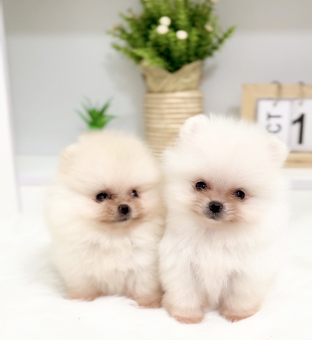 ปอมน่ารักมากสีครีมขนฟู