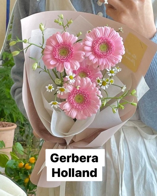 Small Bouquet ช่อ Gerbera Holland ขนาดเล็ก จำนวน 4 ดอก
