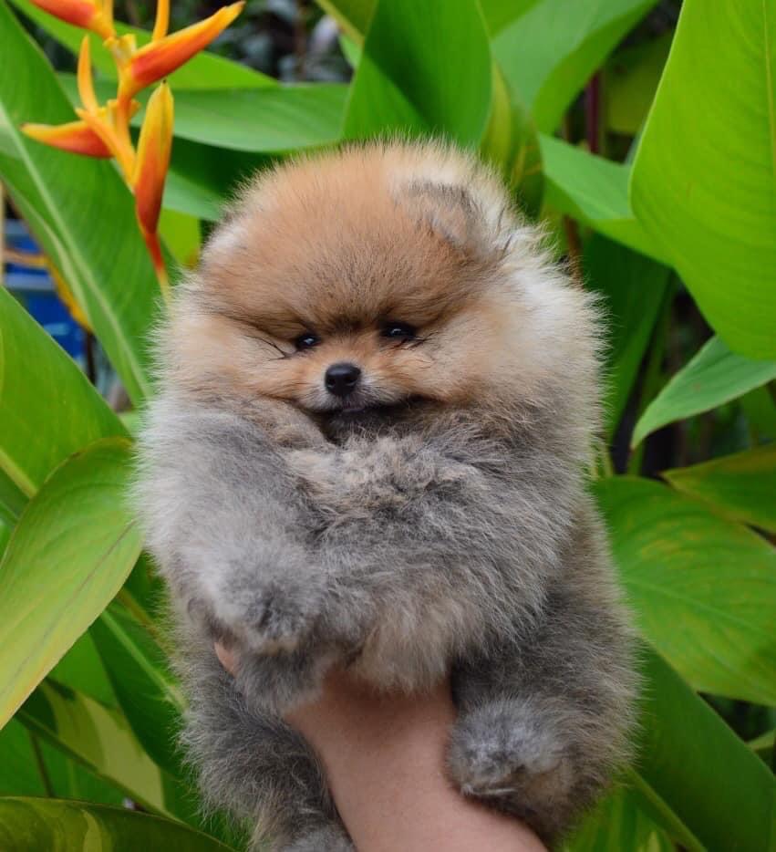 ปอมหน้าหมี สีส้ม เพศเมีย