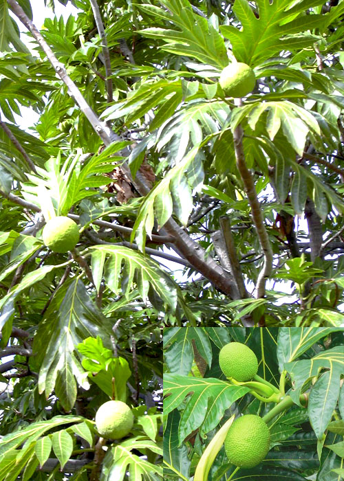Artocarpus altilis (Breadfruit)