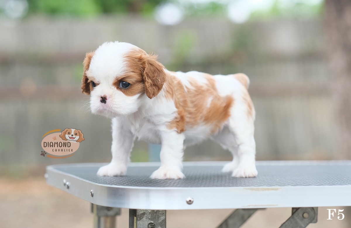 คาวาเลียร์ เพศเมีย เกิดมาจากพ่อแม่นำเข้า หน้าตาน่ารัก แบ๊วๆ นิสัยขี้อ้อน ยิ้มเก่ง สายเลือดดี