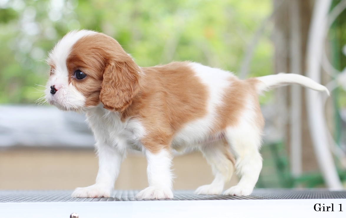 (sold out) คาวาเลียเพศเมีย ตัวเดียวในคอก นิสัยขี้อ้อนมากๆ สุขภาพสมบูรณ์แร็ง กินเก่งเลี้ยงง่าย เกิดมาจากพ่อแน่นำเข้า สายเลือดดี ใครต้องการสุนัขคาวาเลียร์สายพันธุ์ดีๆ พลาดไม่ได้ค่า