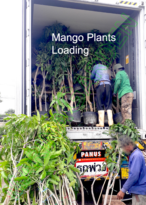 Container Loading
