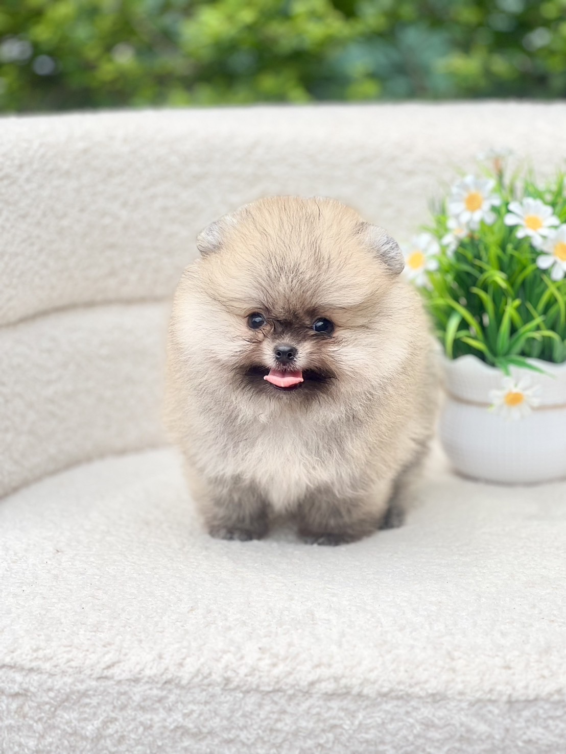 ปอมแท้มีรับประกันความสวยตอนโต เพศผู้สีส้ม