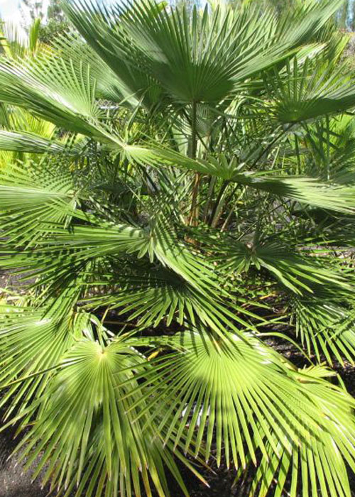Livistona muelleri (Draf Fan Palm)