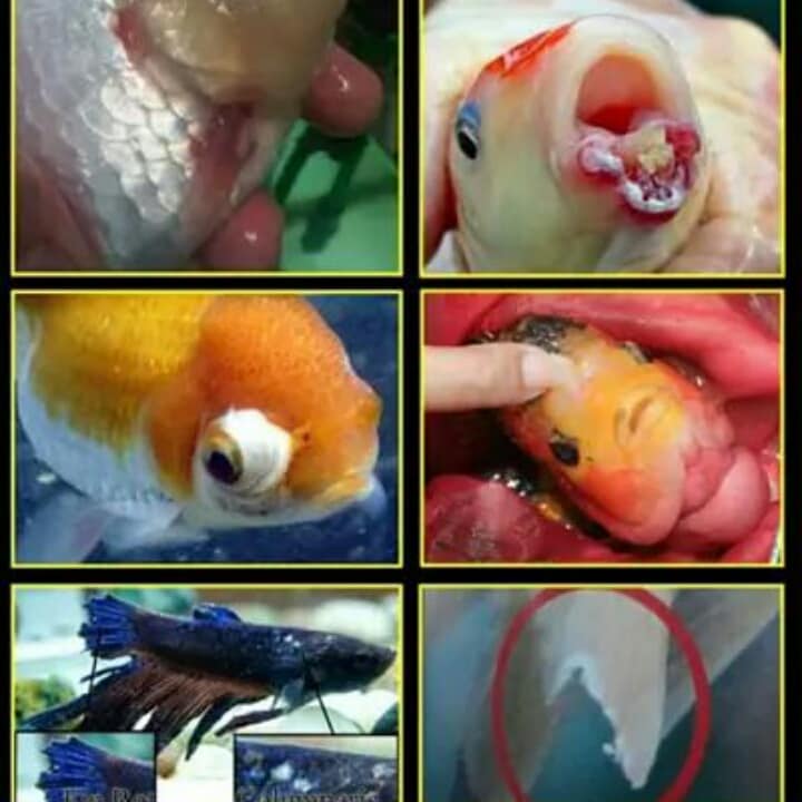 BACTA 100 ml.(รักษาโรคจากการติดเชื้อแบคทีเรีย ปากบวม ตาโปน ครีบกร่อน ป้องกันโรค กักโรคปลา)