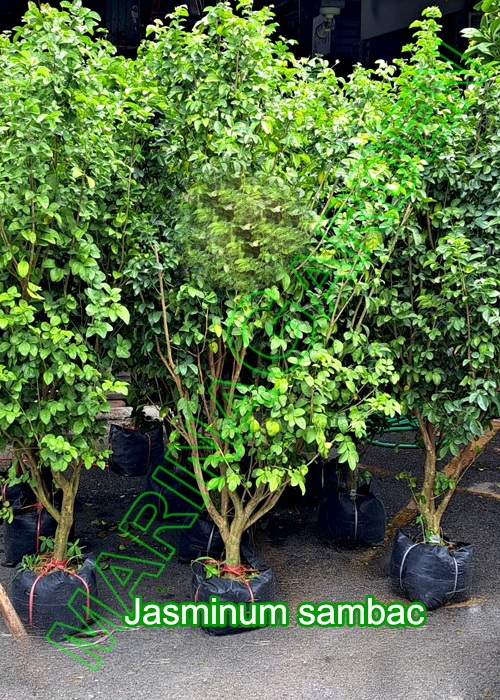 Jasminum-sambac-