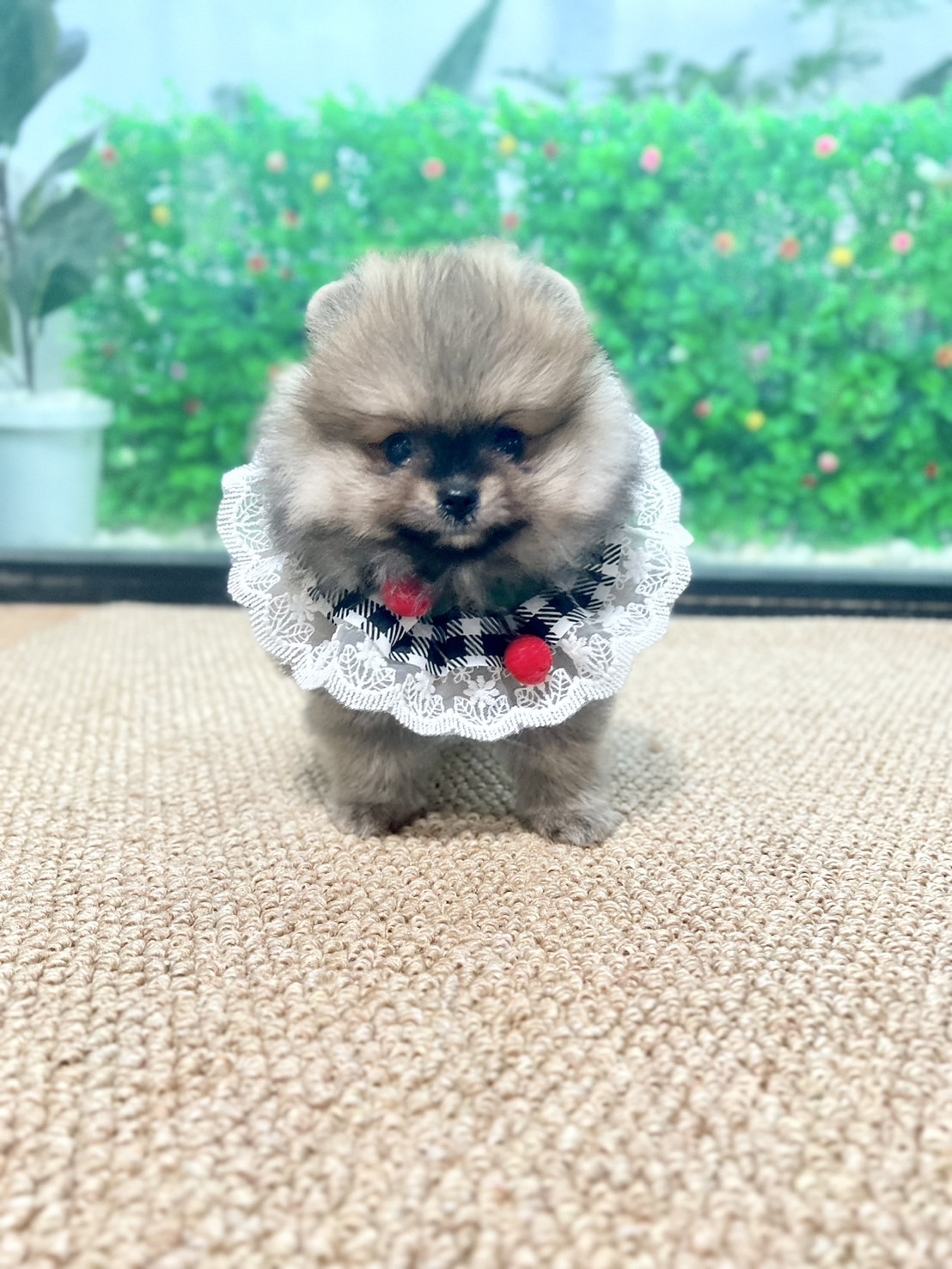 ปอมสีส้มเพศเมีย