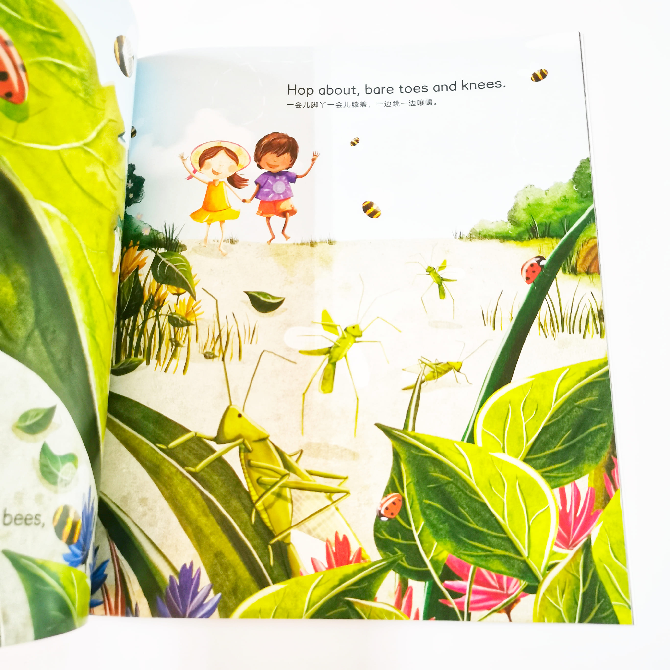 Sunshine and Snowballs 阳光和雪球