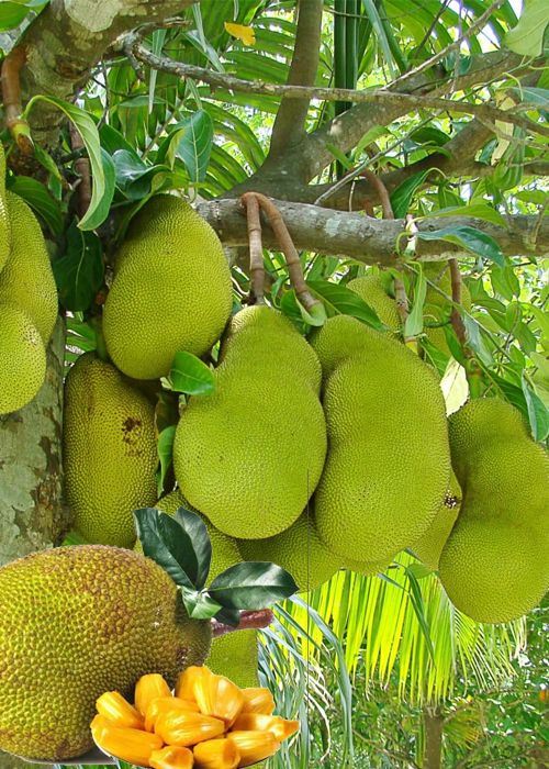 JACKFRUIT (Artocarpus heterophyllus Lam)