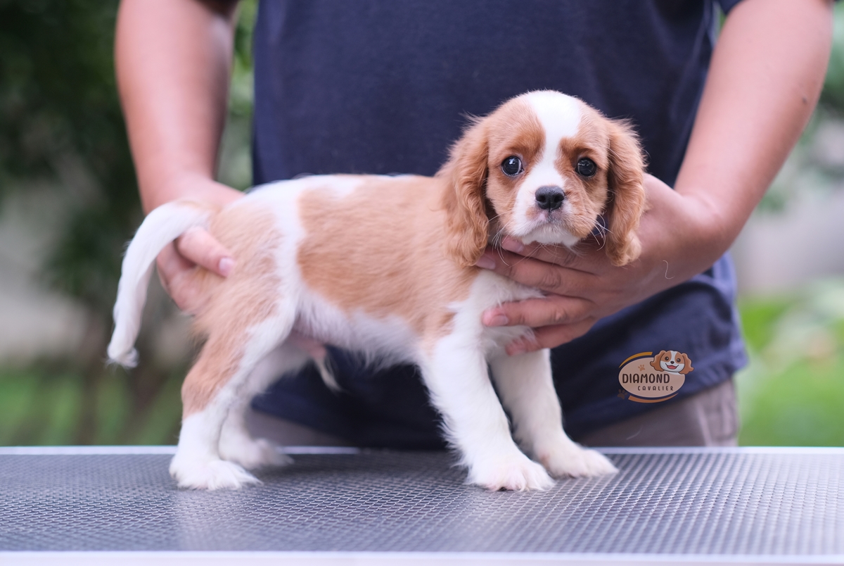 คาวาเลีย , เพศผู้ เกิดมาจากพ่อแม่นำเข้า และเป็นไทยแชมป์ทั้งคู่ สีเข้มสวย ร่าเริงวิ่งเล่นเก่ง สายเลือดดี มากๆค่ะ