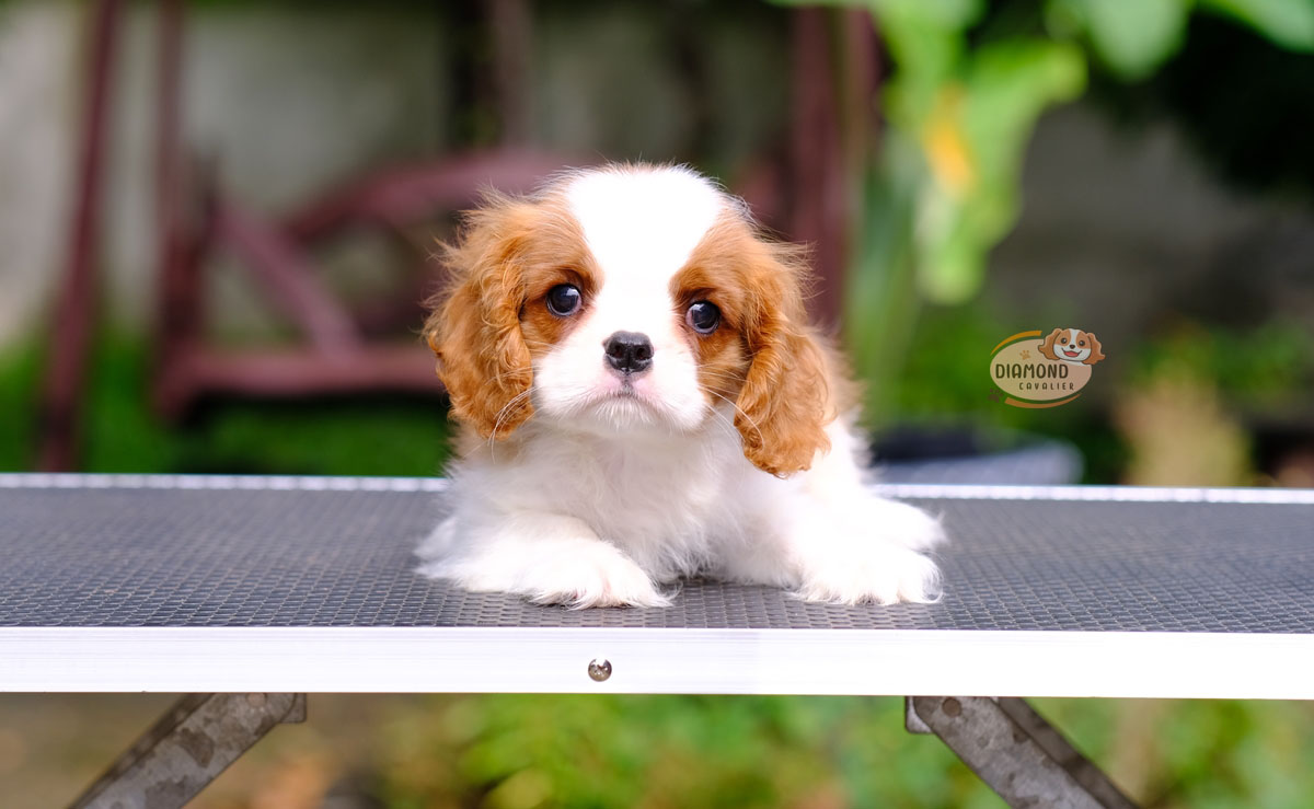 คาวาเลีย , เพศผู้ เกิดมาจากพ่อแม่นำเข้า กะโหลกใหญ่ สีเข้มสวย ร่าเริงวิ่งเล่นเก่ง สายเลือดดี