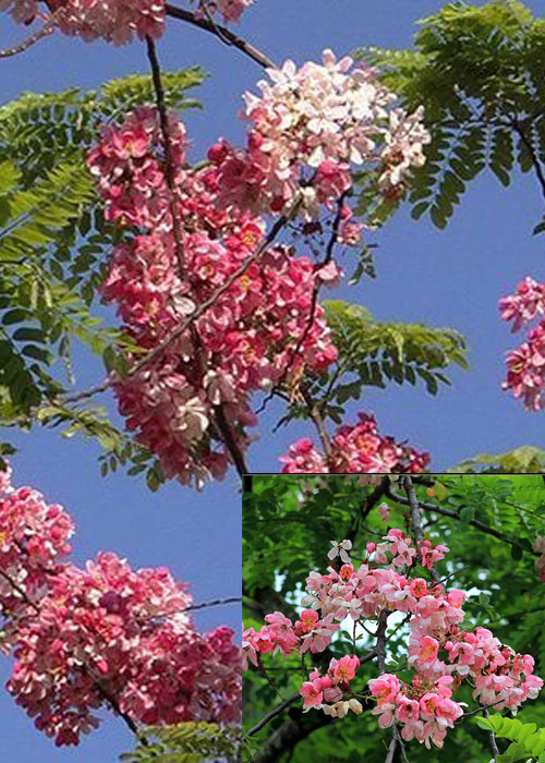 Cassia javanica / Nodosa (Rainbow Shower)