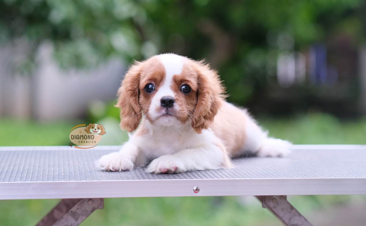 คาวาเลีย , เพศผู้ เกิดมาจากพ่อแม่นำเข้า และเป็นไทยแชมป์ทั้งคู่ สีเข้มสวย ร่าเริงวิ่งเล่นเก่ง สายเลือดดี มากๆค่ะ