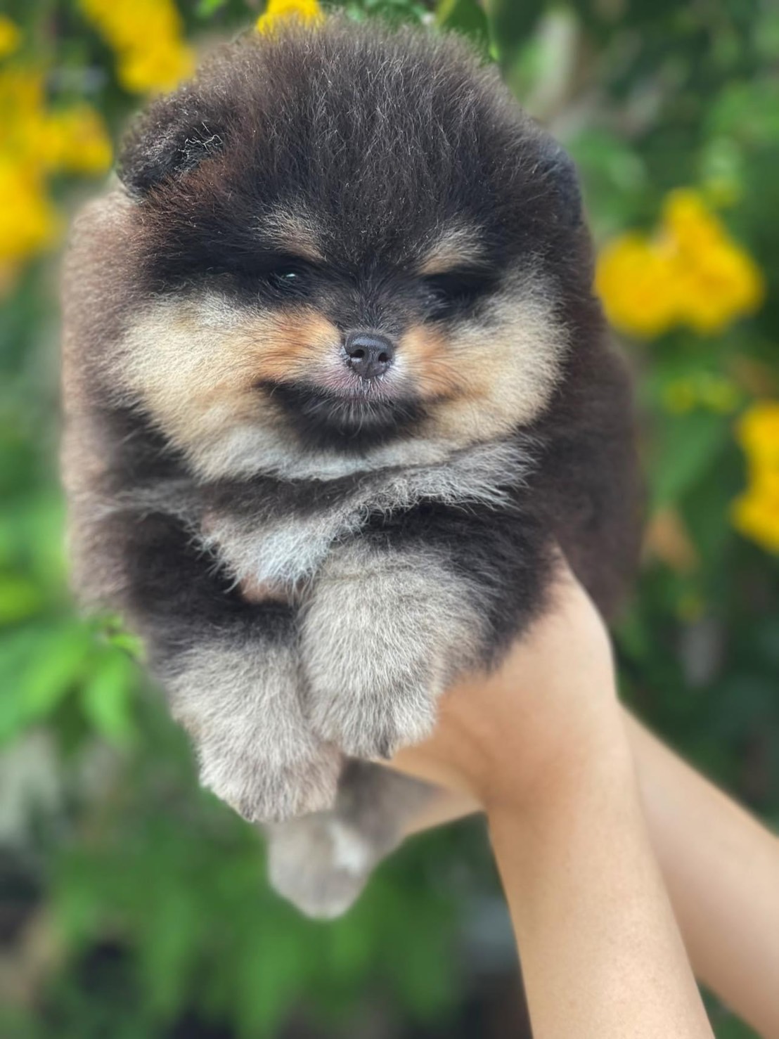 ขายปอมเมอเรเนียนแท้ หน้าหมี สีแบลคแทน ผู้ รับประกันสุขภาพ