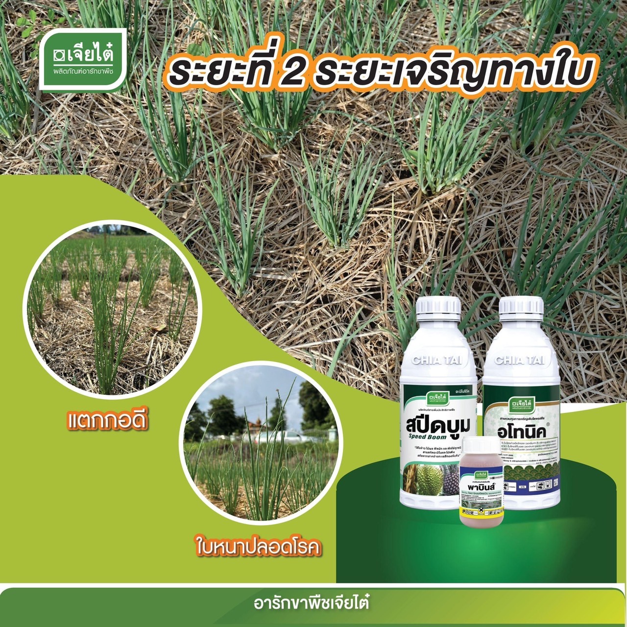 สปีดบูม 1 L + อโทนิค 1 L + พาบินส์ 250 ML. ระยะที่2 ระยะเจริญทางใบ แตกกอดี ใบหนาปลอดโรค