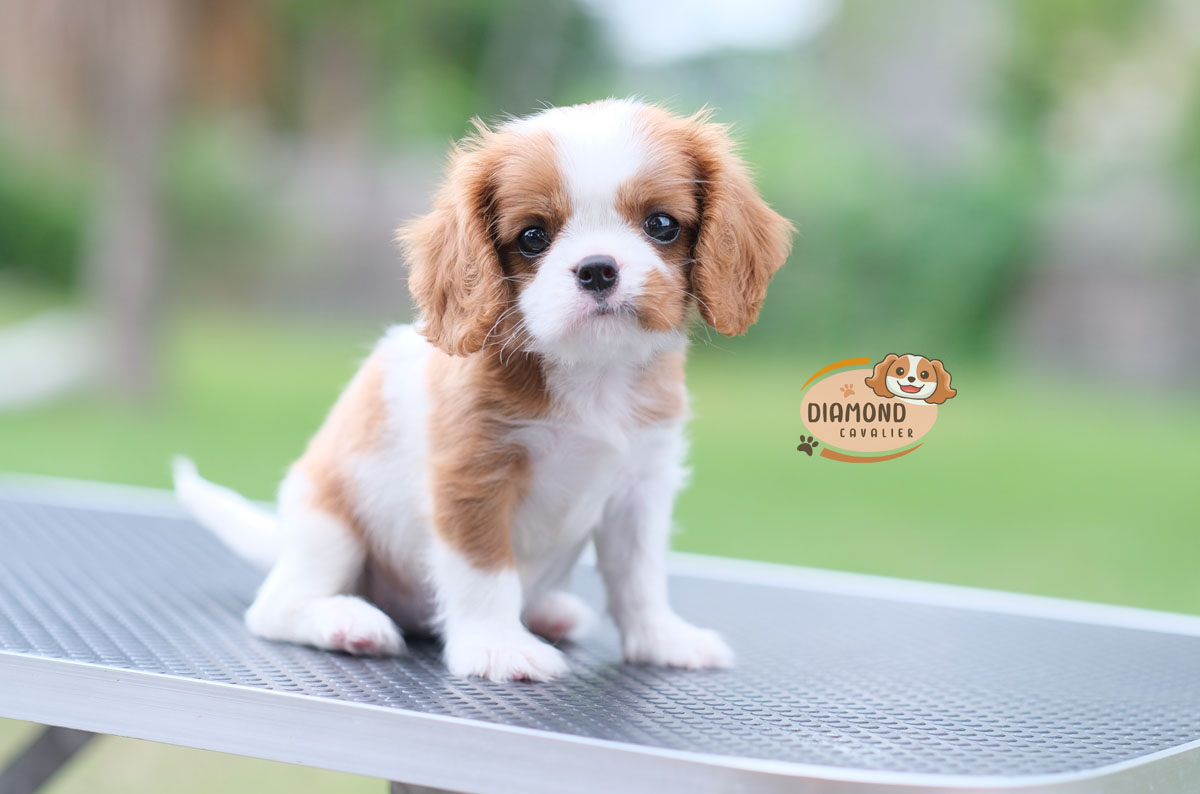 คาวาเลีย , เพศเมีย เกิดมาจากพ่อแม่นำเข้า กะโหลกใหญ่ สีเข้มสวย ร่าเริงวิ่งเล่นเก่ง สายเลือดดี