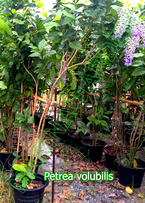 Petrea-volubilis