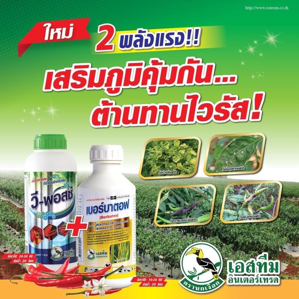 ชุด ต้านทานไวรัส วี-พอสซ์ ขนาด 1 ลิตร+ เบอร์บาตอฟ ขนาด 500 ซีซี ของ เอสทีม ช่วยเสริมภูมิคุ้มกัน ต้านทานไวรัสให้กับพืช