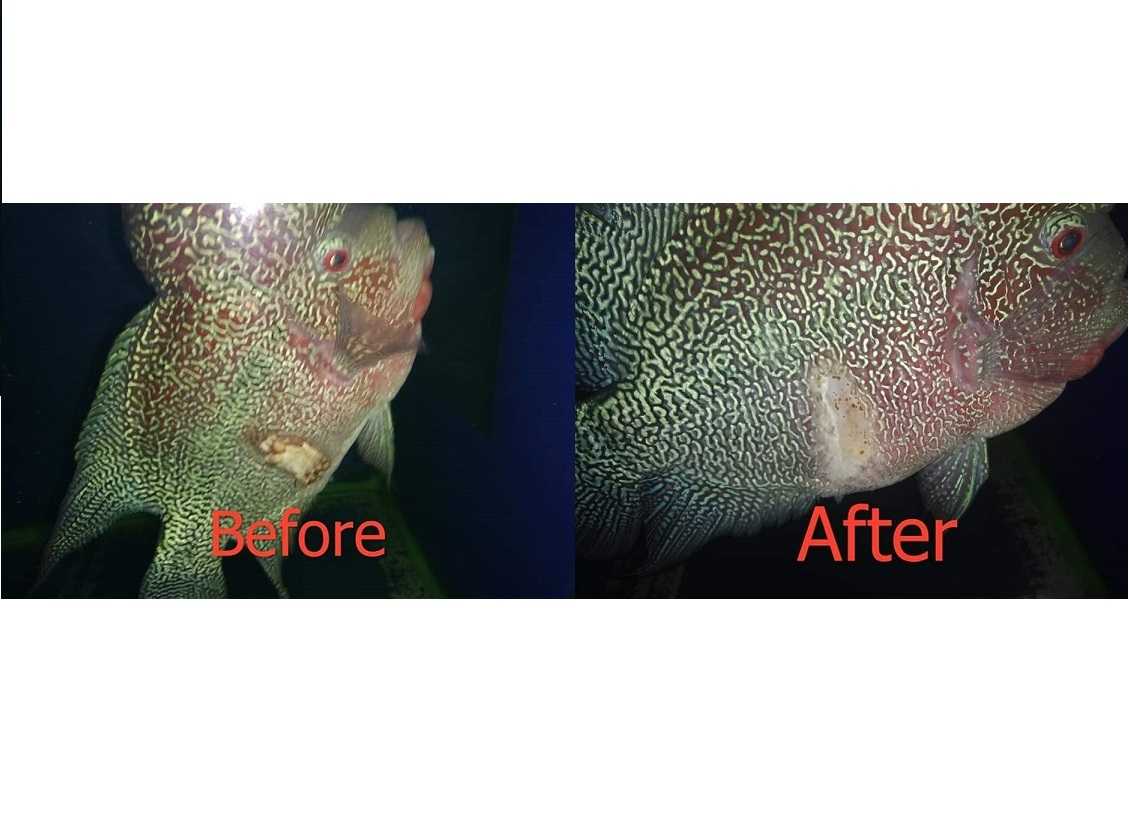 BACTA EXTREME 10 Capsule(รักษาโรคจากการติดเชื้อแบคทีเรีย ชนิดป้อนให้กิน)