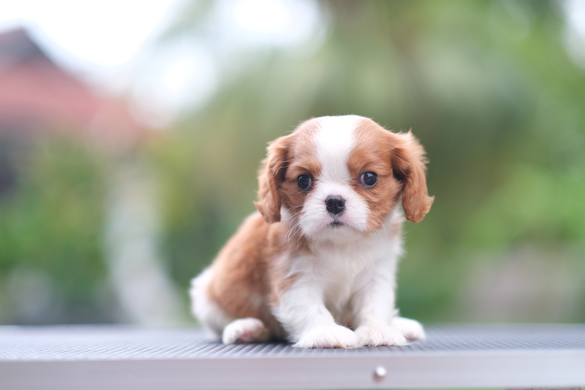 (sold out) เพศเมีย คาวาเลียร์ สายเลือดดีเกิดมาจากพ่อนำเข้า และมีตำแหน่งไทยแชมป์ สุขภาพแข็งแรง มีรับประกันหลังการขาย และมีเทรนเนอร์และนำวิธีการเลี้ยงให้ตลอดการเลี้ยงดูสุนัข