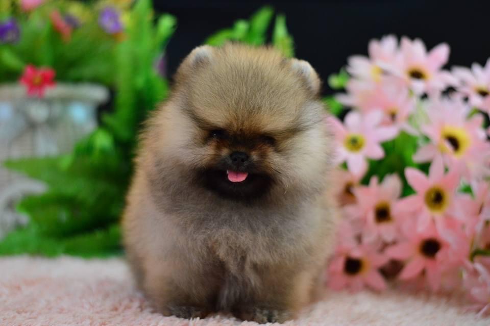 ปอมเมอเรเนียน เนื่องจากลูกสุนัขปอมเมอเรเนียนของที่ฟาร์มเป็นเกรดสวยงาม ราคาของลูกสุนัขจึงแตกต่างกันออกไป เน้นพัฒนาสายพันธ์ุ และหน้าตาตามแบบที่ทุกท่านต้องการ จุดเด่น หน้าตาน่ารัก ขนแน่นชี้ฟู หน้าสั้น ไซด์เล็ก เริ่มต้น